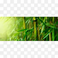 竹子 绿色 朦胧
