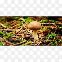 唯美蘑菇背景