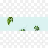 植物背景17