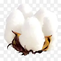 白色开花的棉花桃