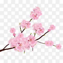 唯美粉色樱花树枝