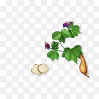 葛根插画免扣