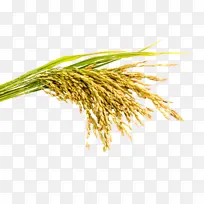 稻穗水稻农作物