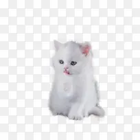 白色小猫，小猫，白猫，猫