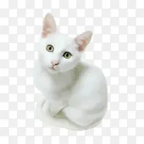 白色可爱小猫咪