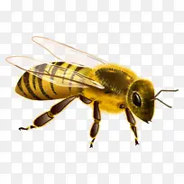 蜜蜂PNG图片素材