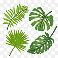 热带植物叶子。