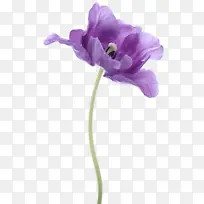 浪漫紫色鲜花