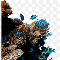 珊瑚礁 鱼 海洋 海底 海底世界