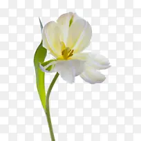 白色郁金香花朵