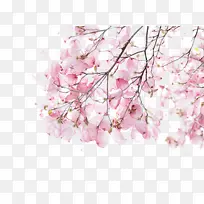 粉色樱花  花  桃花  花瓣  手绘