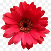 一朵红色菊花野花