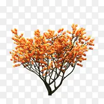 中式 树 秋天 落叶 橙色 树叶 树枝