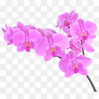 粉色的蝴蝶兰花