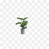 植物 PNG免扣素材
