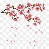 樱花树枝飘落的花瓣