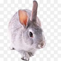 可爱灰色兔子png