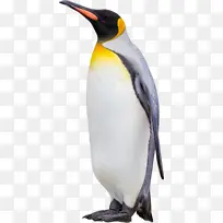 南极企鹅高质量免抠图