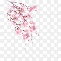 春天里的手绘樱花