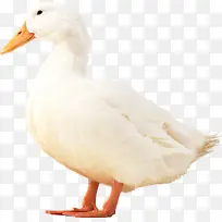 一只白色的鸭子