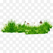 草地，草坪，绿色，花朵