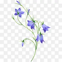 紫色的牵牛花素材
