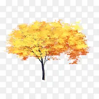 秋分一棵金黄的树秋天