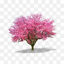 樱花树单棵素材桃花