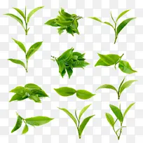 茶树茶芽茶叶