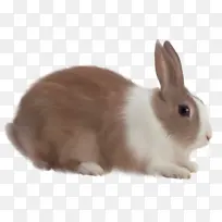 高清PNG兔子动物图片3