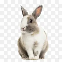 一只兔子透明图