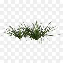 长在河边的小草