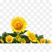 黄色手绘太阳花向日葵鲜花树叶