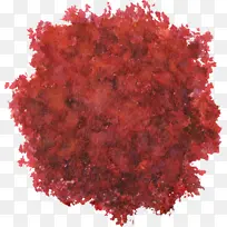 红色大树树冠水彩风手绘