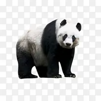 动物国宝行走的大熊猫PANDA