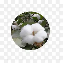 阳光下一朵白棉花
