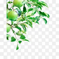青苹果果树枝叶装饰