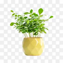 黄色菠萝盆九里香盆栽