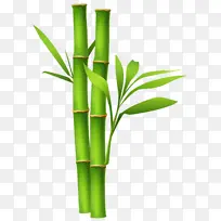 高清绿色竹子图片1