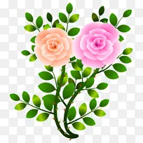 绘制春天里两朵粉红的玫瑰花