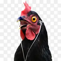 一只戴耳机的鸡