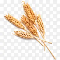 小麦粮食主食面食素材