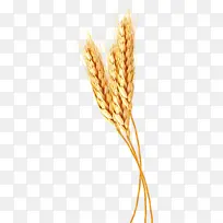 金色麦子麦穗PNG