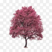 粉红色的山楂树