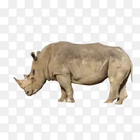 非洲动物犀牛