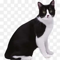 真实黑白猫咪免扣图咖啡猫