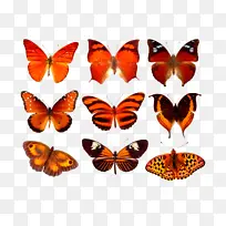 蝴蝶,彩色,真实,标本