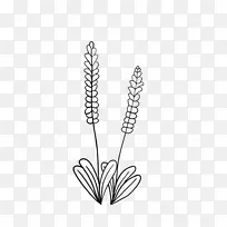 线描薰衣草