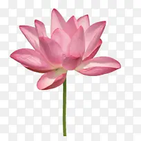 开放中的莲花