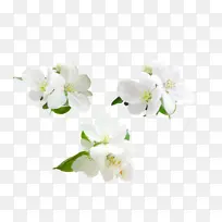 白色鲜花矢量图